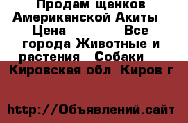 Продам щенков Американской Акиты › Цена ­ 25 000 - Все города Животные и растения » Собаки   . Кировская обл.,Киров г.